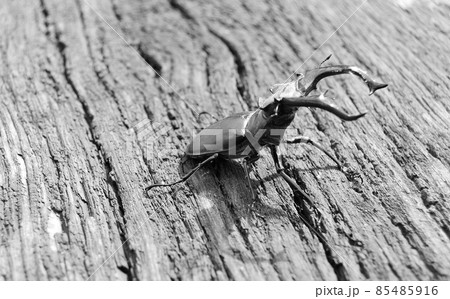 Male stag beetle with long and sharp jaws in wild forest 85485916