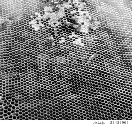 Abstract hexagon structure is honeycomb from bee hive Abstract hexagon structure is honeycomb from bee hive 85485965