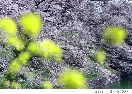春爛漫満開 春爛漫満開 85486028