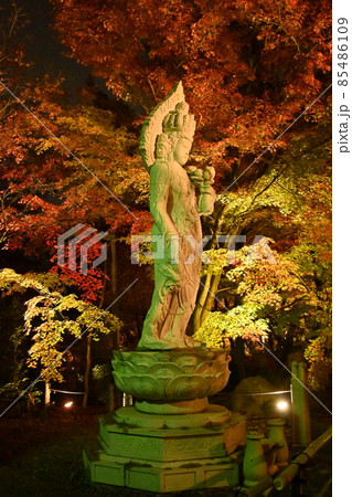 永観堂ライトアップ 85486109