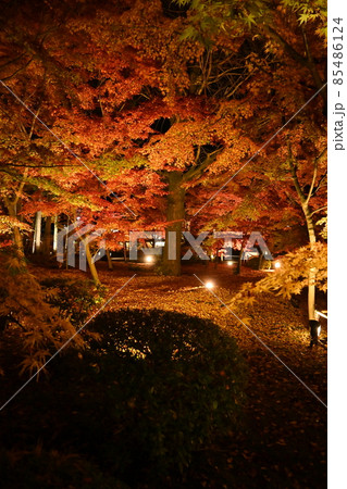 永観堂ライトアップ 85486124