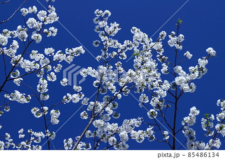 春爛漫満開 85486134