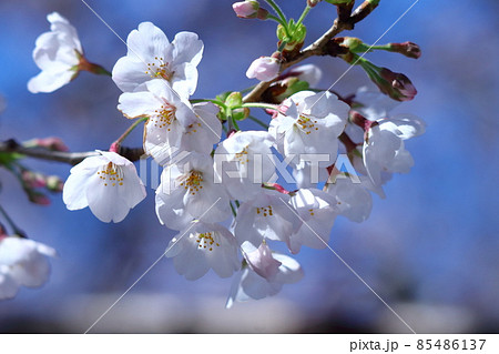 春爛漫満開 春爛漫満開 85486137
