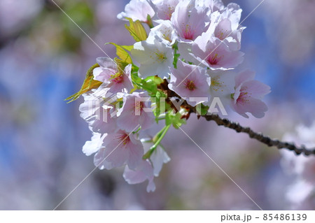 春爛漫満開 春爛漫満開 85486139