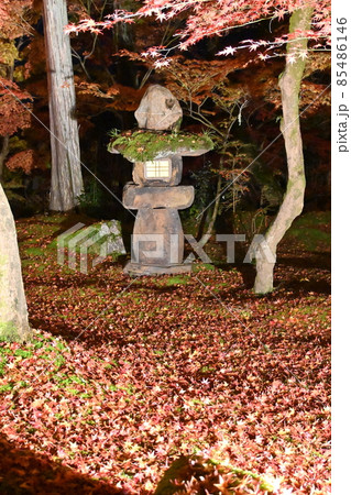 永観堂ライトアップ 85486146