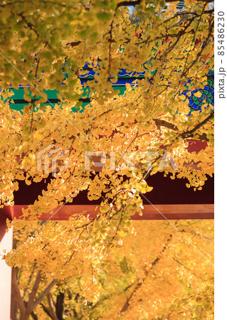 Beijing autumn ditan park view beautiful fall Beijing autumn ditan park view beautiful fall 85486230