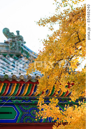 Beijing autumn ditan park view beautiful fall Beijing autumn ditan park view beautiful fall 85486240