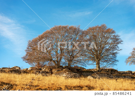Bare Beech Trees and Karst Formations in Lessinia Plateau Veneto Italy 85486241
