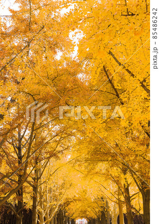 Beijing autumn ditan park view beautiful fall Beijing autumn ditan park view beautiful fall 85486242