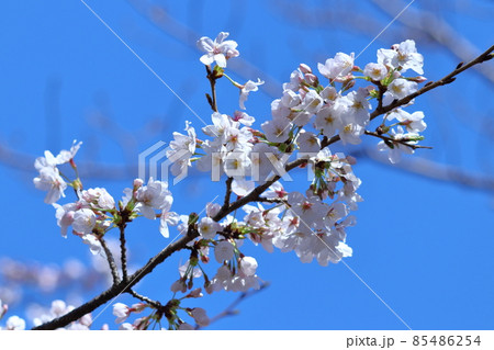 春爛漫満開 春爛漫満開 85486254