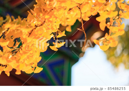 Beijing autumn ditan park view beautiful fall Beijing autumn ditan park view beautiful fall 85486255