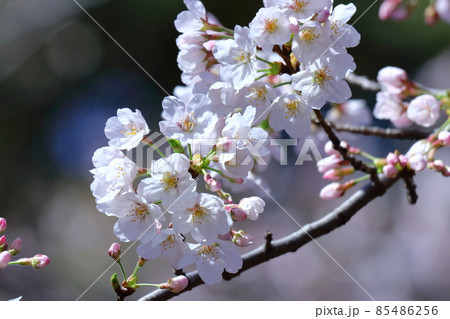 春爛漫満開 春爛漫満開 85486256