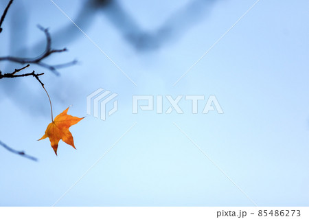 Beijing autumn ditan park view beautiful fall 85486273