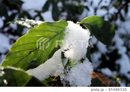 雪をかぶった木の葉　1月 85486330