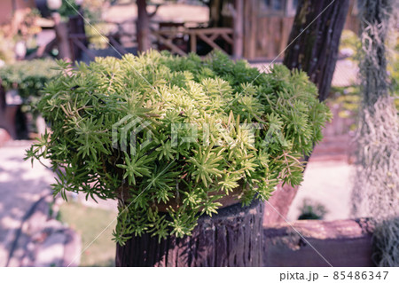 Small tree or cactus in pots for decoration plant Small tree or cactus in pots for decoration plant 85486347