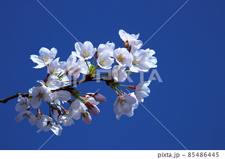 春爛漫満開 85486445
