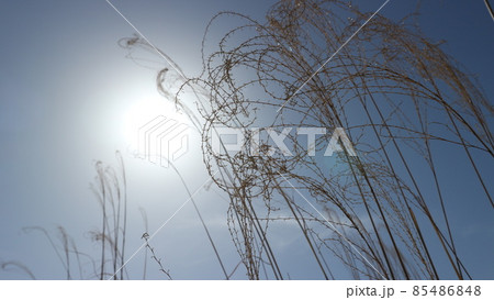 空に伸びる枯れ草 85486848