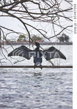 蜻蛉池公園 大池 85487009