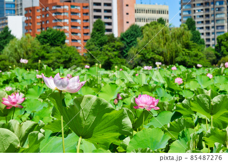上野 不忍池の蓮の花と高層ビル 85487276