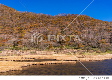 （群馬県）赤城山・覚満淵　紅葉 85487446