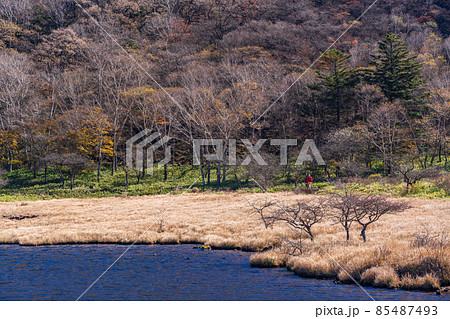 (群馬県)赤城山・覚満淵 紅葉 (群馬県)赤城山・覚満淵 紅葉 85487493