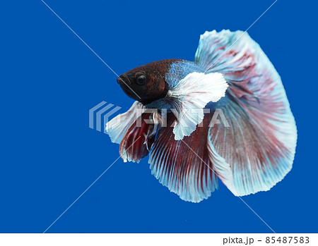 ベタ　スーパーデルタエレファントイヤー 85487583