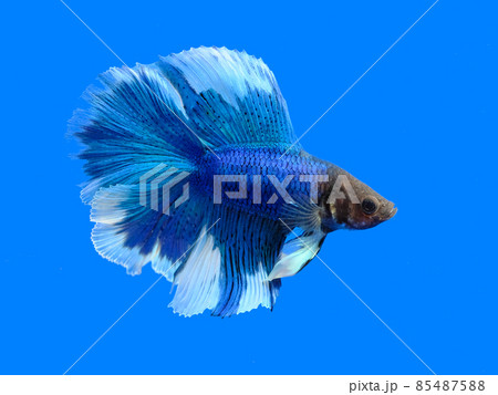 ベタ ダブルテール ベタ ダブルテール 85487588