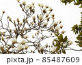 白木蓮の枝に咲く花 85487609
