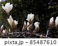 白木蓮の枝に咲く花 85487610