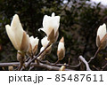 白木蓮の枝に咲く花 85487611