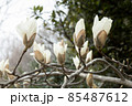 白木蓮の枝に咲く花 85487612