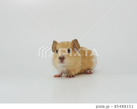 モルモット 85488151