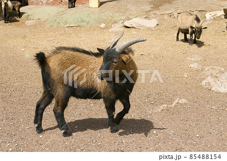 goat in a fence with other herd animals goat in a fence with other herd animals 85488154