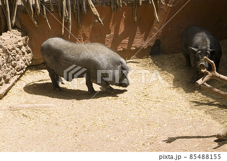 black breed pig in a fence 85488155