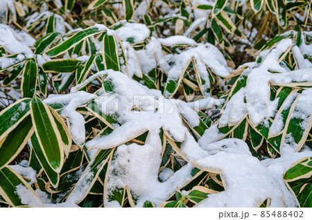 雪が降ったクマザサ 85488402