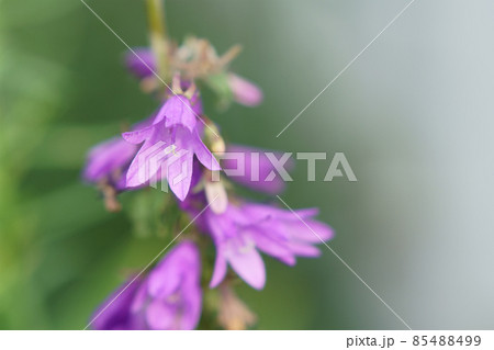 庭に咲くハタザオギキョウの花 85488499