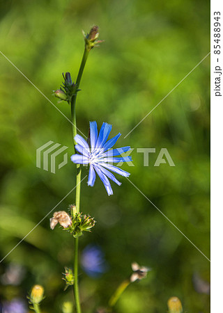 Blooming stem of cichorium plant at meadow 85488943