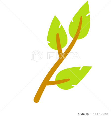Branch with green leaves. Plant design. Element of wood and nature Branch with green leaves. Plant design. Element of wood and nature 85489068