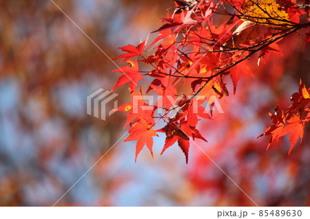 紅葉　秋 85489630