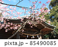 春の神社と桜 85490085