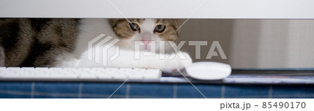 web banner online learning for stock trading during quarantine at home with her cat web banner online learning for stock trading during quarantine at home with her cat 85490170