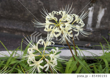 白い彼岸花 白い彼岸花 85490193