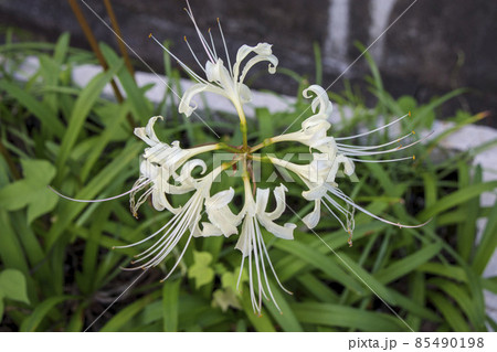 白い彼岸花 85490198