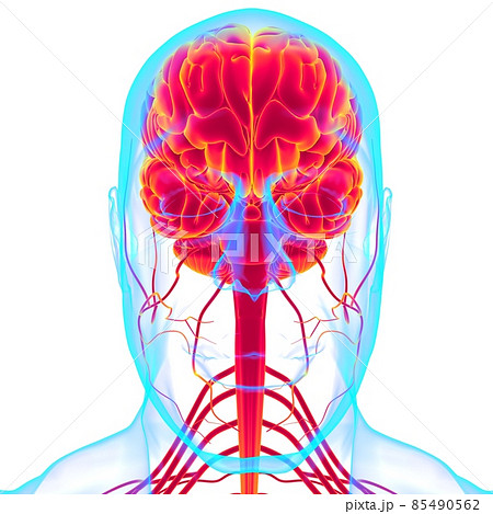 Human Brain Anatomy For Medical Concept 3D Human Brain Anatomy For Medical Concept 3D 85490562