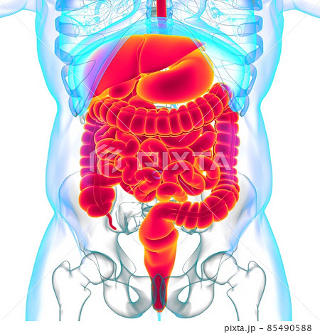 Human Digestive System Anatomy For Medical Concept 3D 85490588