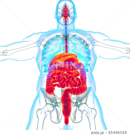 Human Digestive System Anatomy For Medical Concept 3D Human Digestive System Anatomy For Medical Concept 3D 85490589