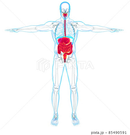 Human Digestive System Anatomy For Medical Concept 3D Rendering Human Digestive System Anatomy For Medical Concept 3D Rendering 85490591