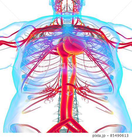 Human Heart With Circulatory System Anatomy For Medical Concept 3D 85490613