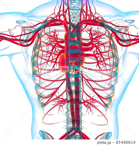 Human Heart With Circulatory System Anatomy For Medical Concept 3D Human Heart With Circulatory System Anatomy For Medical Concept 3D 85490614