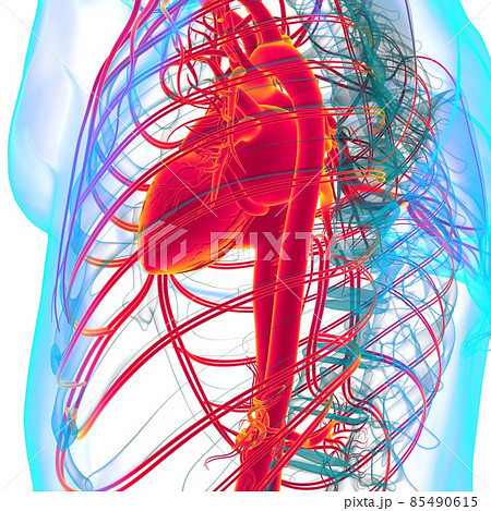 Human Heart With Circulatory System Anatomy For Medical Concept 3D 85490615